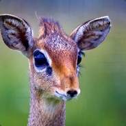 Boнючaя мaндeнь