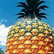 pineapple