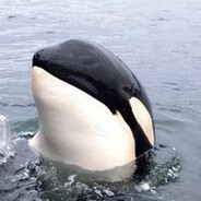 killer whale