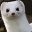 The White Weasel