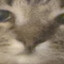 moose's avatar
