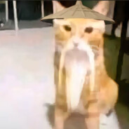 灵感菇🍄哩菇哩菇哩哇