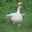 Goose