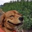 High AF