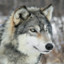 GrayWolf