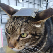 オレンジ色の猫