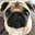 bozi_bear