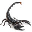 Skorpion