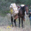 Heroin Horse