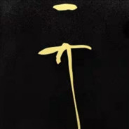 料理鼠王偷看猫咪如厕