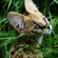 I am Serval