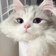 冷冰凝爱雨梦翠霜