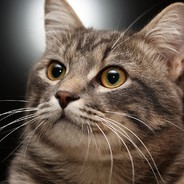 无敌大大&&暴龙