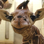 Я читир Игорчик