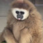 gibbon