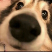 翻斗花园壮壮妈