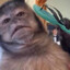 funk monkey