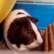 ХОЧУ АВАПКУ