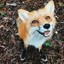 Elusive_Fox