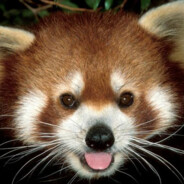 redpanda