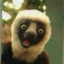 Zoboomafoo