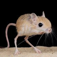 Jerboa