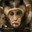 SneezyMonkey