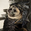 Elden Pug
