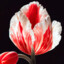 Tulipmania