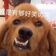 青春理塘丁真不会梦到守旧派王源