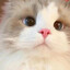 不开口的猫