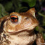 Bufo-Spinosus