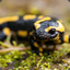 Salamandero