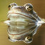 frogchamp