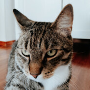 Kojootti
