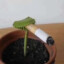 Chill Ass Plant