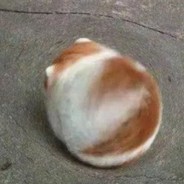 智慧女孩要秃头