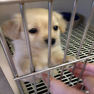 нету радости в жи