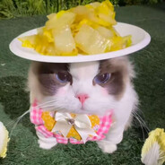 cy1106（xy通天代）