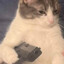 Cat with a gat