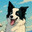 Dances with Border Collies