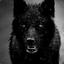 Dark|Wolf