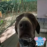 дырчик газуля