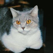 谁的AK在昂昂响