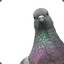 Deadly Pigeon