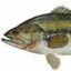 LARGEMOUTHBASS