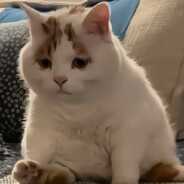 野生哥布林厨师长三一