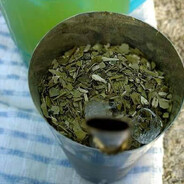 Terere