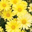 YellowDaisies