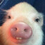 Chris P. Bacon